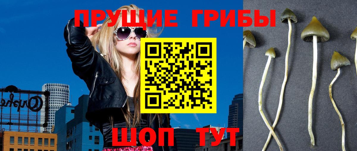Псилоцибиновые грибы GOLDEN TEACHER  Галлюциногенные грибы MAGIC MUSHROOMS  Вход с VPN  где продают   Протвино 